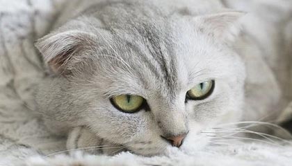 Kai Speed Racing-德布劳内启用数据分析是否续约 曼城保证必夺欧冠